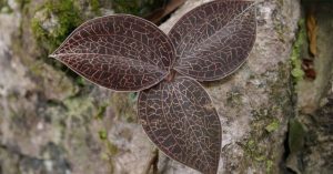 Loại cỏ mọc ở vách núi, khe suối Việt Nam khiến thương gia Trung Quốc chồng tiền cả trăm triệu để mua