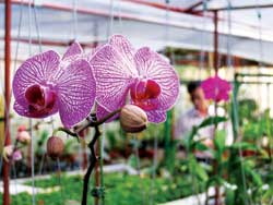 VN: Động, thực vật tăng mức nguy cấp!