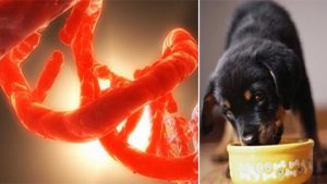Thuốc kéo dài tuổi thọ cho vật nuôi