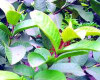 Thuốc nam chữa ba bệnh thường gặp ở trẻ em