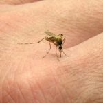 Ba con đường lây nhiễm chính của virus Zika