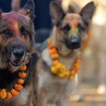 Lễ hội cảm ơn chó ở Nepal