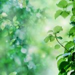 Lá có bộ điều nhiệt bên trong