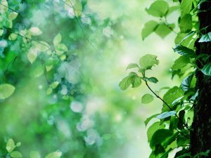 Lá có bộ điều nhiệt bên trong