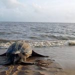 Theo dõi rùa biển bằng vệ tinh