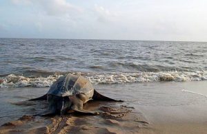 Theo dõi rùa biển bằng vệ tinh