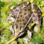 Một số loài ếch nhái thoát khỏi nạn tuyệt chủng do nấm Chytridiomycosis