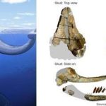 Thủy quái Leviathan không còn là huyền thoại
