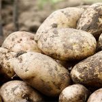 Lịch sử thú vị của khoai tây: “Quả táo quỷ” đem thịnh vượng đến cho những đế quốc