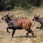 Kenya nỗ lực bảo tồn loài linh dương Bongo quý hiếm