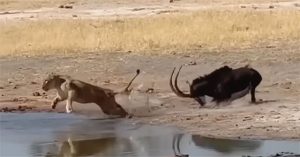 Sư tử đang đi săn phải vội vã bỏ chạy khi gặp con vật này
