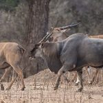 Bí mật về linh dương Eland – loài linh dương to lớn nhất còn tồn tại trên thế giới