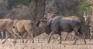 Bí mật về linh dương Eland – loài linh dương to lớn nhất còn tồn tại trên thế giới