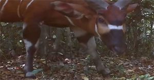 Phát hiện loài linh dương rừng lớn nhất thế giới tại Uganda