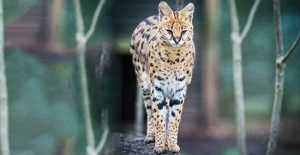 Loài mèo chạy nhanh chỉ sau báo cheetah