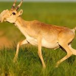 Bí ẩn khiến 85.000 cá thể linh dương Saiga chết hàng loạt
