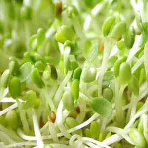 Cỏ linh lăng biến đổi gene: Chắc chắn sẽ lây nhiễm?