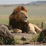 Sư tử ở Kenya sắp tuyệt chủng