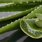 Những điều có thể chưa biết về cây lô hội