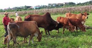 Biện pháp hiệu quả ứng phó dịch lở mồm long móng