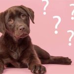 Loài chó có thật sự hiểu được những gì bạn nói?