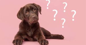 Loài chó có thật sự hiểu được những gì bạn nói?