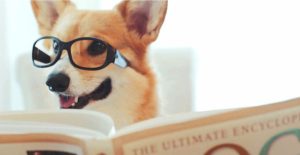 Chào năm Chó, hãy tìm hiểu những sự thật cực bất ngờ về giống loài “bạn thân” của con người này