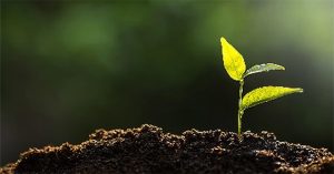 Loại đất làm tăng năng suất cây trồng 138% nhưng chỉ cần tưới rất ít nước