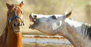Tiếng “khịt mũi” của loài ngựa ẩn chứa cảm xúc vui vẻ của chúng?