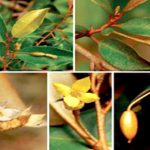 Phát hiện một loài nhót mới ở Lâm Đồng