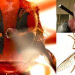 Phát hiện 5 loài ruồi sát thủ mới, đặt tên theo vũ trụ điện ảnh Marvel