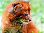 Việt Nam giữ sổ cái loài báo lửa Đông Nam Á