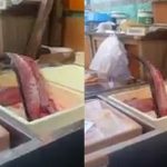 Cá mất đầu, lọc sạch xương vẫn “nhảy tưng tưng” trên khay, tại sao lại vậy?