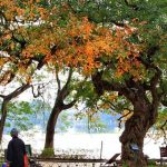 Hồ Gươm đẹp quyến rũ mùa lộc vừng thay lá