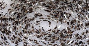 “Lốc xoáy” tuần lộc khổng lồ ở Bắc Cực