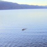 Đã tìm thấy quái vật hồ Loch Ness