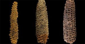 DNA cổ đại hé lộ lịch sử chưa từng biết của ngô