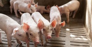 Thí nghiệm phân hủy 3 tấn xác lợn chết trong tự nhiên