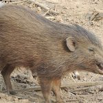 Kỳ lạ loại lợn nhỏ nhất thế giới tưởng chừng đã tuyệt chủng