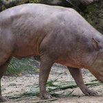 Quái vật lợn có bộ dạng kỳ dị ở Indonesia
