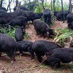 Giống lợn thơm giá 6,5 triệu/kg, người sành ăn ví như nhân sâm động vật