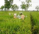 “Việt lai 24” – lúa “thương hiệu Việt”