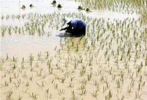 Xác định được gen giúp tăng sản lượng lúa