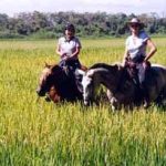 Đột biến gien tạo nên mùi thơm của gạo hương lài