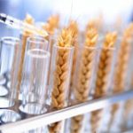 Đã tìm được cách khống chế sinh vật biến đổi gene