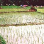 Giống lúa mới AC5 cho năng suất cao