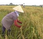 Những sáng tạo khoa học nâng cao hiệu quả sản xuất nông nghiệp