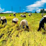 Việt Nam tham gia dự án lúa gạo quốc tế