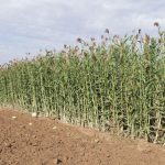 Ethanol từ lúa miến – đột phá nhiên liệu sinh học