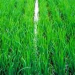 Nhật tạo giống lúa lá cứng, cao sản